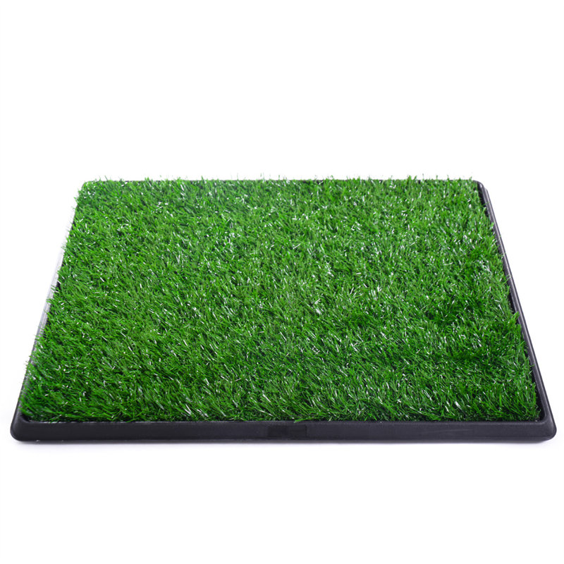 Indoor potty grass hotsell